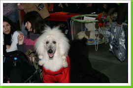 Klicken Sie auf das Bild, um es zu vergrößern