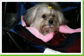 Klicken Sie auf das Bild, um es zu vergrößern