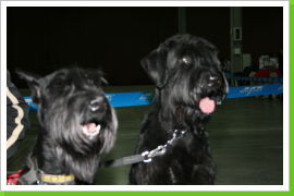 Klicken Sie auf das Bild, um es zu vergrößern