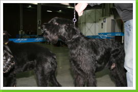 Klicken Sie auf das Bild, um es zu vergrößern