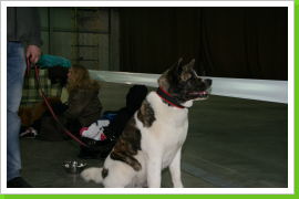 Klicken Sie auf das Bild, um es zu vergrößern