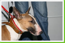 Klicken Sie auf das Bild, um es zu vergrößern