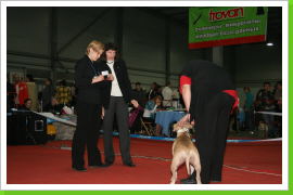 Klicken Sie auf das Bild, um es zu vergrößern