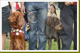 Klicken Sie auf das Bild, um es zu vergrößern