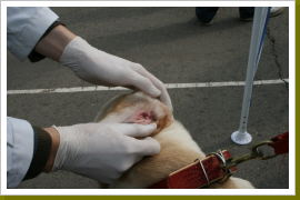 Klicken Sie auf das Bild, um es zu vergrößern