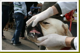 Klicken Sie auf das Bild, um es zu vergrößern