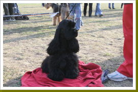 Klicken Sie auf das Bild, um es zu vergrößern