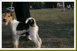 Klicken Sie auf das Bild, um es zu vergrößern