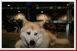 Klicken Sie auf das Bild, um es zu vergrößern