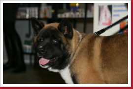 Klicken Sie auf das Bild, um es zu vergrößern