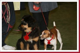 Klicken Sie auf das Bild, um es zu vergrößern