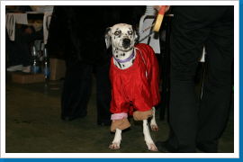 Klicken Sie auf das Bild, um es zu vergrößern