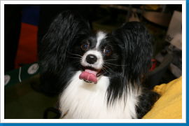 Klicken Sie auf das Bild, um es zu vergrößern