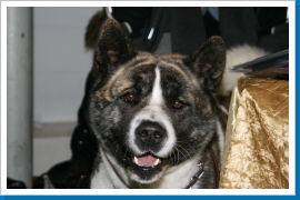 Klicken Sie auf das Bild, um es zu vergrößern