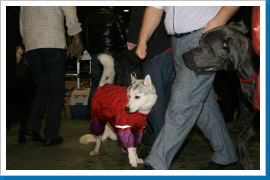 Klicken Sie auf das Bild, um es zu vergrößern