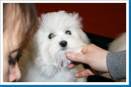 Klicken Sie auf das Bild, um es zu vergrößern