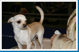 Klicken Sie auf das Bild, um es zu vergrößern