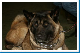 Klicken Sie auf das Bild, um es zu vergrößern