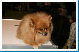 Klicken Sie auf das Bild, um es zu vergrößern