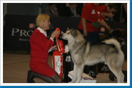 Klicken Sie auf das Bild, um es zu vergrößern