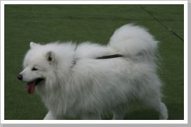 Klicken Sie auf das Bild, um es zu vergrößern