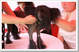 Klicken Sie auf das Bild, um es zu vergrößern