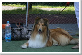 Klicken Sie auf das Bild, um es zu vergrößern