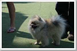 Klicken Sie auf das Bild, um es zu vergrößern