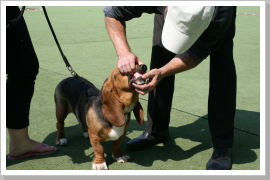 Klicken Sie auf das Bild, um es zu vergrößern