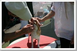 Klicken Sie auf das Bild, um es zu vergrößern